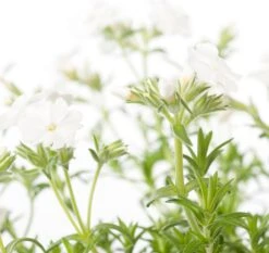 Kruipphlox (Phlox Subulata 'Maischnee') D 11 H 10 Cm -Tuin Planten Winkel 8713469641838 1 1