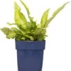 Nestvaren (Asplenium Scolopendrium) D 11 H 10 Cm -Tuin Planten Winkel 8713469644167 2 1