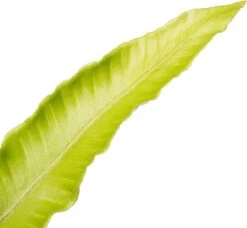 Nestvaren (Asplenium Scolopendrium) D 11 H 10 Cm 5 Nestvaren (Asplenium Scolopendrium) D 11 H 10 Cm -Tuin Planten Winkel 8713469644167 2 2