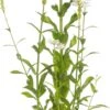 Scharnierplant (Physostegia Virginiana 'Summer Snow') D 11 H 80 Cm -Tuin Planten Winkel 8713469648998 1