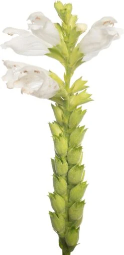 Scharnierplant (Physostegia Virginiana 'Summer Snow') D 11 H 80 Cm -Tuin Planten Winkel 8713469648998 1 2