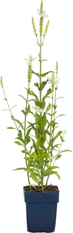 Scharnierplant (Physostegia Virginiana 'Summer Snow') D 11 H 80 Cm -Tuin Planten Winkel 8713469648998 2