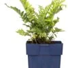 Gewone Eikvaren (Polypodium Vulgare) D 11 H 10 Cm -Tuin Planten Winkel 8713469658065 3 1