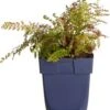 Zachte Naaldvaren (Polystichum Setiferum 'Herrenhausen') D 11 H 80 Cm -Tuin Planten Winkel 8713469659161