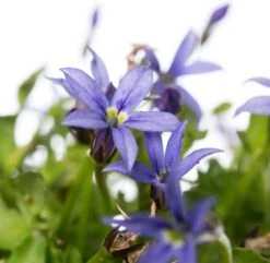 Pratia (Pratia Pedunculata 'County Park') D 11 H 10 Cm -Tuin Planten Winkel 8713469663106 2 1