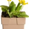 Gulden Sleutelbloem (Primula Veris) D 11 H 10 Cm -Tuin Planten Winkel 8713469671545