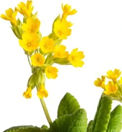 Gulden Sleutelbloem (Primula Veris) D 11 H 10 Cm -Tuin Planten Winkel 8713469671545 2