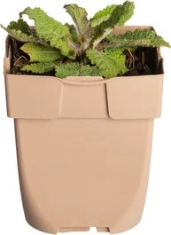 Siersalie (Salvia Pratensis) D 11 H 10 Cm