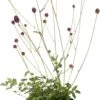 Pimpernel (Sanguisorba Officinalis 'Tanna') D 11 H 10 Cm