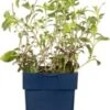 Zeepkruid (Saponaria Officinalis) D 11 H 15 Cm -Tuin Planten Winkel 8713469692182