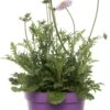 Duifkruid (Scabiosa Columbaria) D 15 H 15 Cm -Tuin Planten Winkel 8713469733342 1