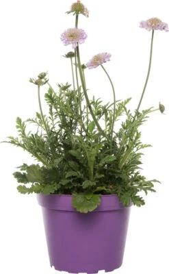 Duifkruid (Scabiosa Columbaria) D 15 H 15 Cm