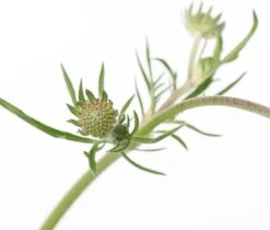 Duifkruid (Scabiosa Columbaria 'Butterfly Blue') D 11 H 10 Cm -Tuin Planten Winkel 8713469733496 2