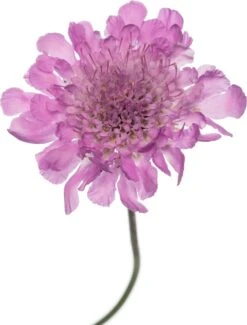 Duifkruid (Scabiosa Columbaria 'Pink Mist') D 11 H 10 Cm -Tuin Planten Winkel 8713469734202 1 1