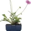 Duifkruid (Scabiosa Columbaria 'Pink Mist') D 11 H 10 Cm -Tuin Planten Winkel 8713469734202 3 1