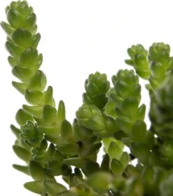Muurpeper (Sedum Acre 'Yellow Queen') D 11 H 10 Cm -Tuin Planten Winkel 8713469735964 2