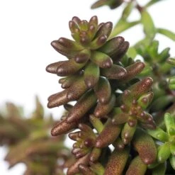 Vetkruid (Sedum Album 'Coral Carpet') D 11 H 10 Cm 5 Vetkruid (Sedum Album 'Coral Carpet') D 11 H 10 Cm -Tuin Planten Winkel 8713469736329 1 1