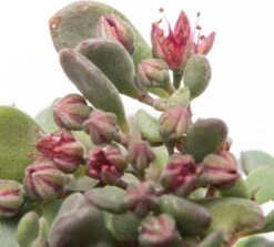 Vetkruid (Sedum Cauticola 'Lidakense') D 11 H 10 Cm -Tuin Planten Winkel 8713469737104 2