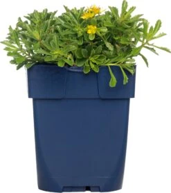 Vetkruid (Sedum Floriferum 'Weihenstephaner Gold') D 11 H 15 Cm