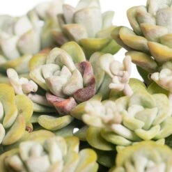 Vetkruid (Sedum Spathulifolium 'Cape Blanco') D 11 H 10 Cm -Tuin Planten Winkel 8713469740845 1 1