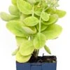 Hemelsleutel (Sedum Spectabile 'Stardust') D 11 H 40 Cm -Tuin Planten Winkel 8713469741392