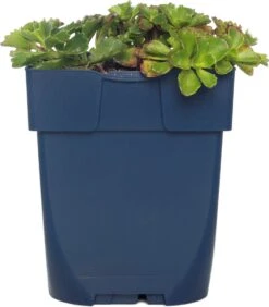 Vetkruid (Sedum Spurium 'Schorbuser Blut') D 11 H 10 Cm