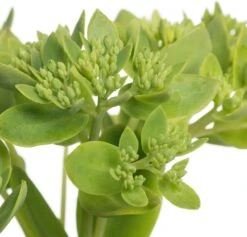 Hemelsleutel (Sedum Hybrida 'Herbstfreude') D 11 H 10 Cm -Tuin Planten Winkel 8713469742856 2 1