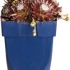 Huislook (Sempervivum) D 11 H 15 Cm -Tuin Planten Winkel 8713469754880
