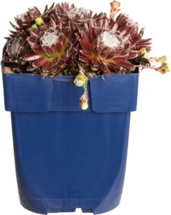 Huislook (Sempervivum) D 11 H 15 Cm