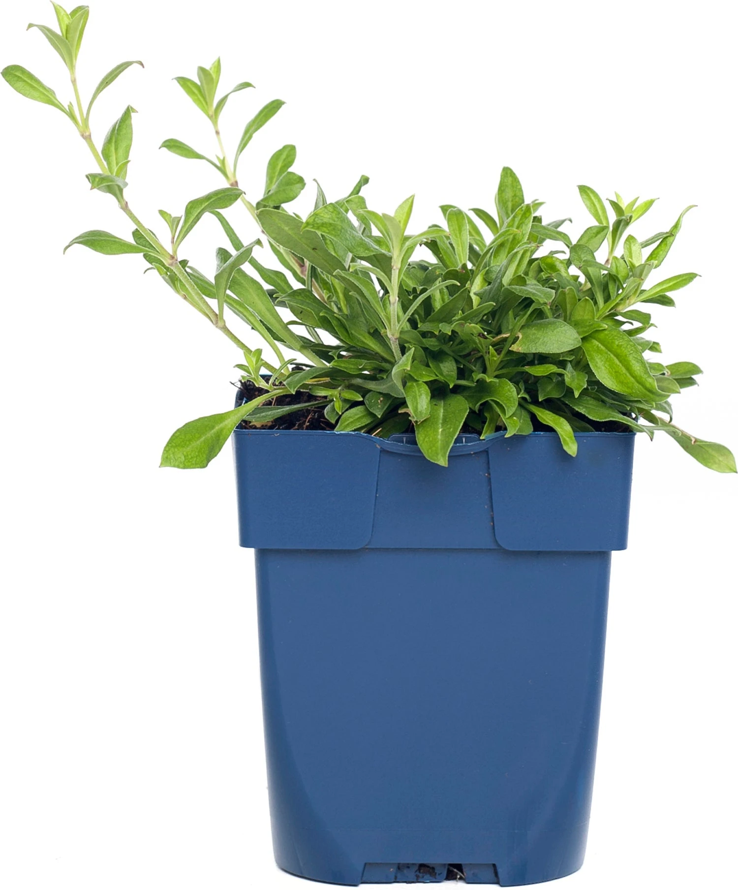 Lijmkruid (Silene Schafta) D 11 H 10 Cm 3 Lijmkruid (Silene Schafta) D 11 H 10 Cm