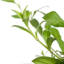 Lijmkruid (Silene Schafta) D 11 H 10 Cm 5 Lijmkruid (Silene Schafta) D 11 H 10 Cm -Tuin Planten Winkel 8713469759977 2