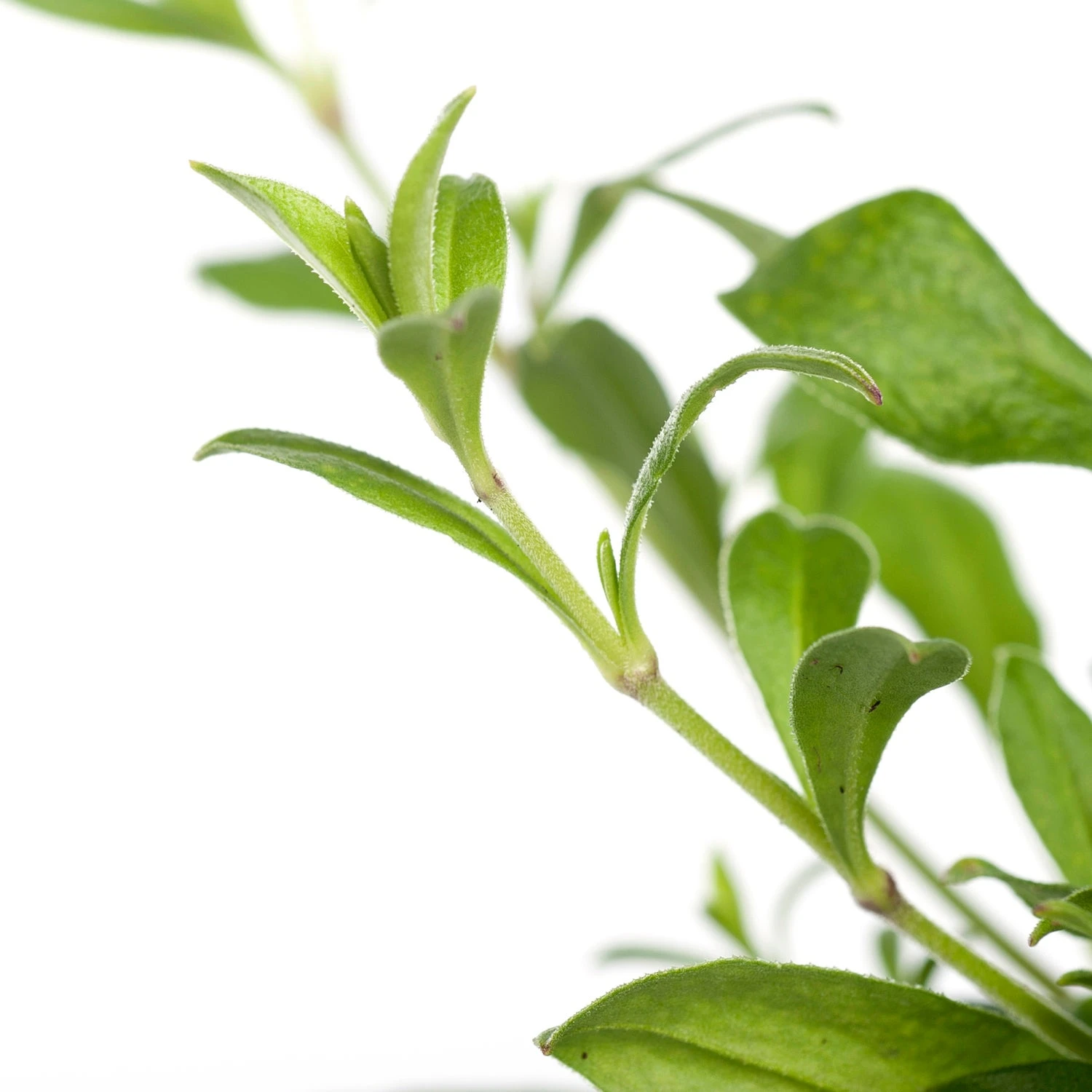 Lijmkruid (Silene Schafta) D 11 H 10 Cm 4 Lijmkruid (Silene Schafta) D 11 H 10 Cm - Afbeelding 2