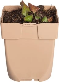 Echte Guldenroede (Solidago Virgaurea) D 11 H 10 Cm