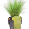 Vedergras (Stipa Tenuifolia) D 17 H 30 Cm -Tuin Planten Winkel 8713469767798