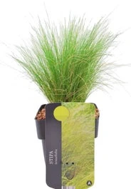 Vedergras (Stipa Tenuifolia) D 17 H 30 Cm 3 Vedergras (Stipa Tenuifolia) D 17 H 30 Cm