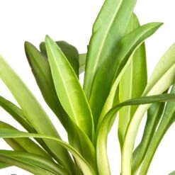 Korenbloemaster (Stokesia Laevis) D 11 H 40 Cm -Tuin Planten Winkel 8713469767934 2