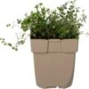 Grote Tijm (Thymus Pulegioides) D 11 H 10 Cm -Tuin Planten Winkel 8713469775236 0