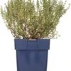 Tijm (Thymus Vulgare 'Compactus') D 11 H 10 Cm -Tuin Planten Winkel 8713469776042
