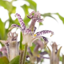 Paddenlelie (Tricyrtis Hirta) D 11 H 10 Cm -Tuin Planten Winkel 8713469779449 2