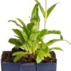 Ereprijs (Veronica Gentianoides) D 11 H 20 Cm -Tuin Planten Winkel 8713469790109