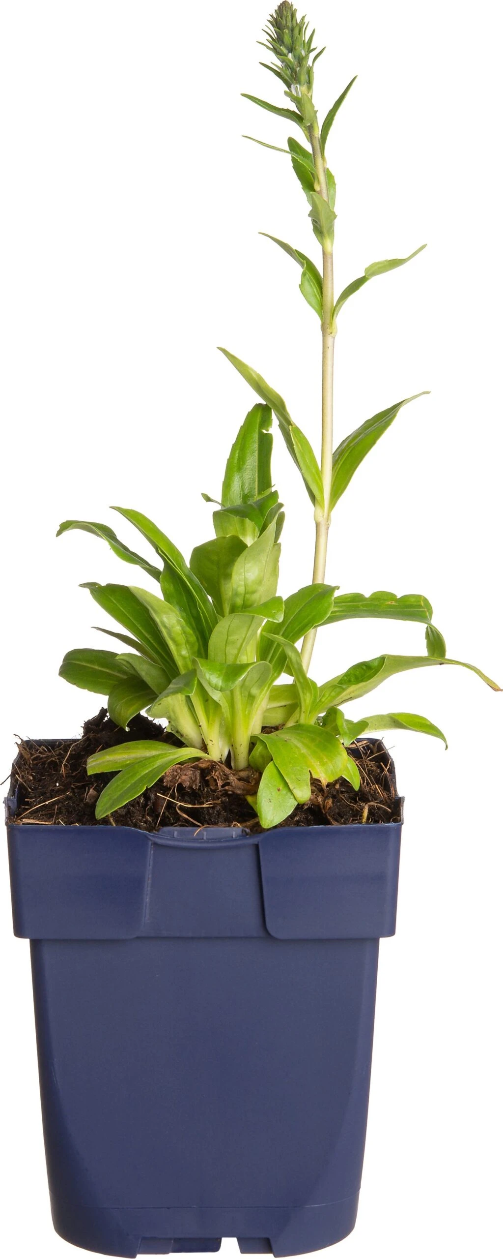 Ereprijs (Veronica Gentianoides) D 11 H 20 Cm 3 Ereprijs (Veronica Gentianoides) D 11 H 20 Cm