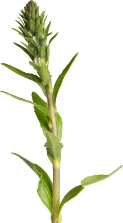 Ereprijs (Veronica Gentianoides) D 11 H 20 Cm 5 Ereprijs (Veronica Gentianoides) D 11 H 20 Cm -Tuin Planten Winkel 8713469790109 2