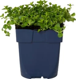 Ereprijs (Veronica Spicata 'Alba') D 11 H 50 Cm -Tuin Planten Winkel 8713469792288 2