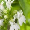 Waterlobelia (Lobelia Siphilitica 'Alba') D 9 H 20 Cm -Tuin Planten Winkel 8713469804790
