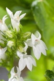 Waterlobelia (Lobelia Siphilitica 'Alba') D 9 H 20 Cm
