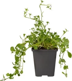 Mazus (Mazus Reptans 'Alba') D 9 H 20 Cm