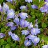 Mazus (Mazus Reptans 'Blue') D 9 H 20 Cm -Tuin Planten Winkel 8713469809788