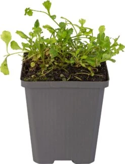 Mazus (Mazus Reptans 'Blue') D 9 H 20 Cm -Tuin Planten Winkel 8713469809788 1 1