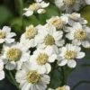 Sneeuwbal Plantje (Achillea Ptarmica) D 9 H 10 Cm 1 Sneeuwbal Plantje (Achillea Ptarmica) D 9 H 10 Cm -Tuin Planten Winkel 8713469810753