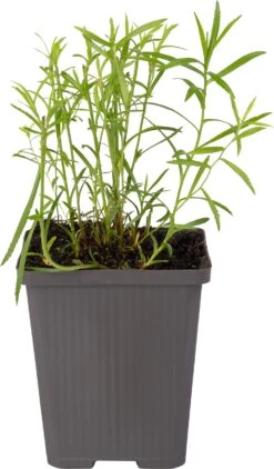 Sneeuwbal Plantje (Achillea Ptarmica) D 9 H 10 Cm -Tuin Planten Winkel 8713469810753 1 1